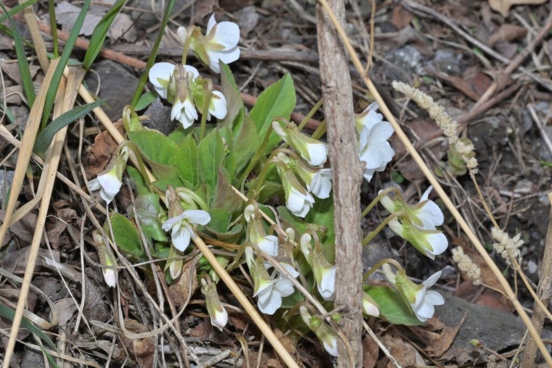 Viola mongolica photo 3