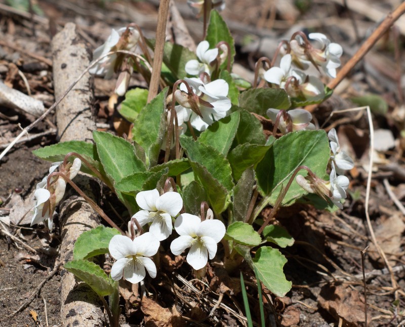 Viola mongolica photo 5