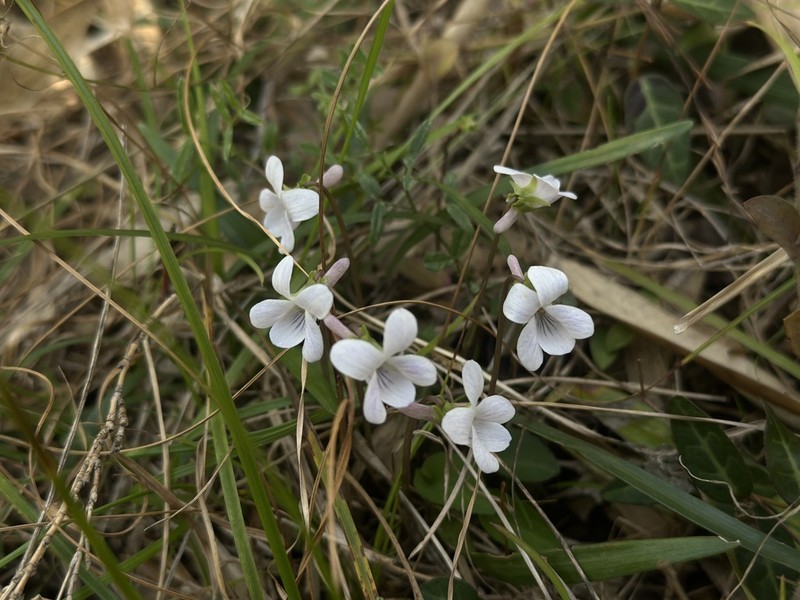 Viola mongolica photo 6