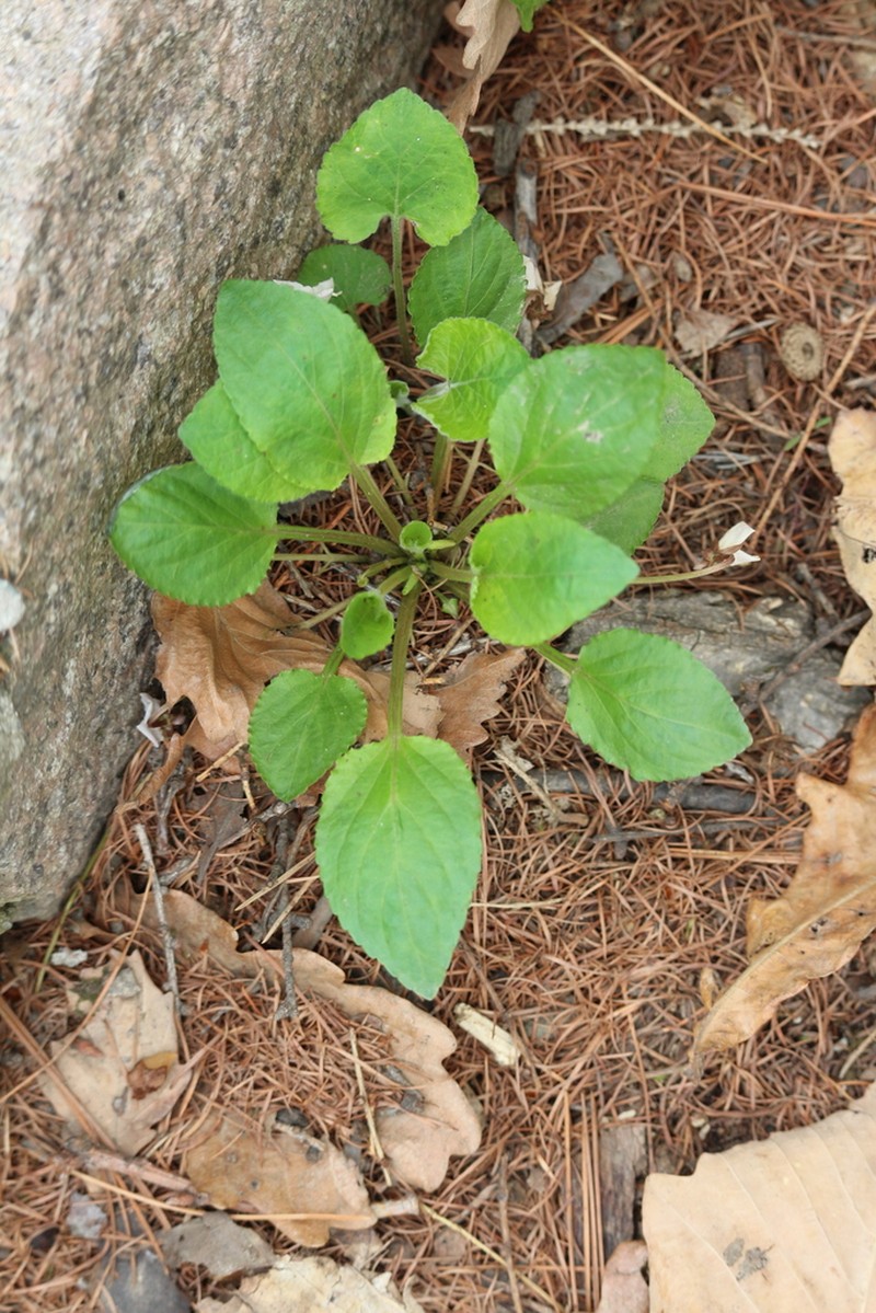 Viola mongolica photo 7
