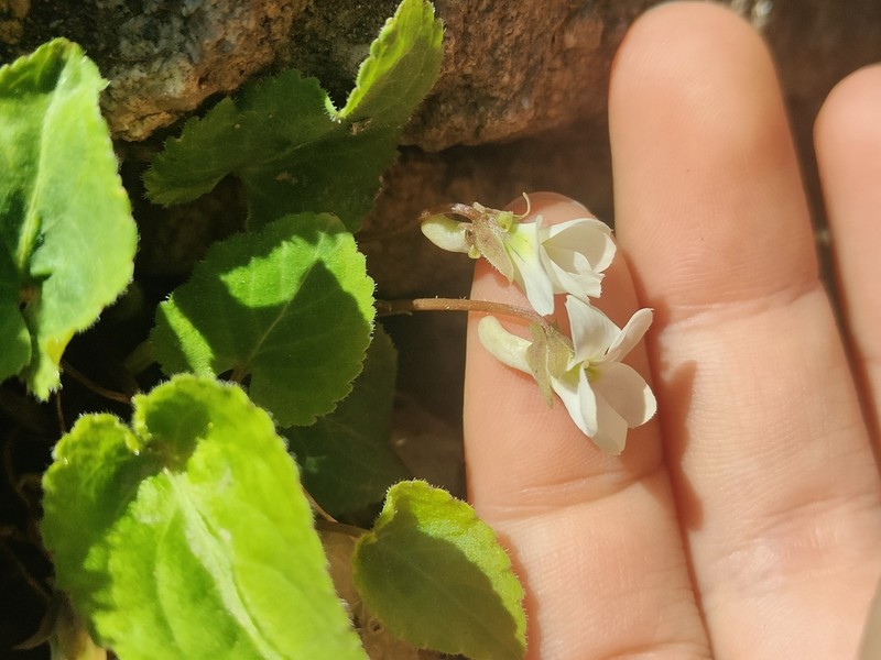 Viola mongolica photo 8