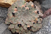 Viola montagnei