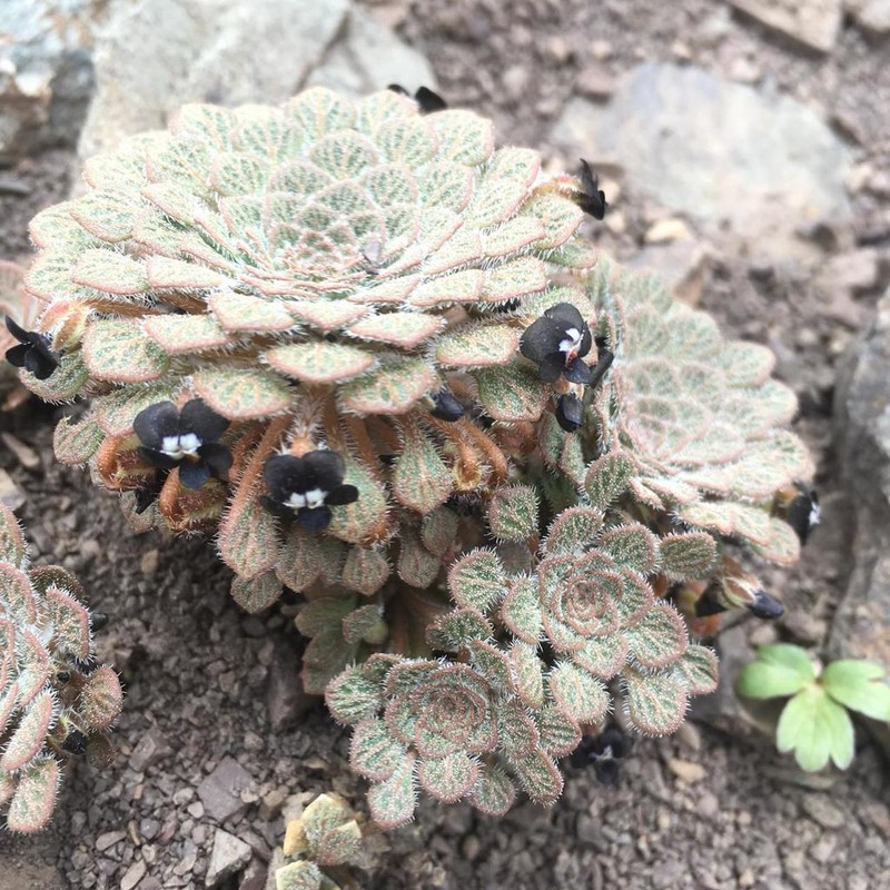 Viola montagnei photo 2