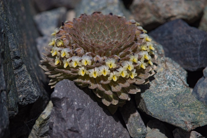 Viola montagnei photo 3