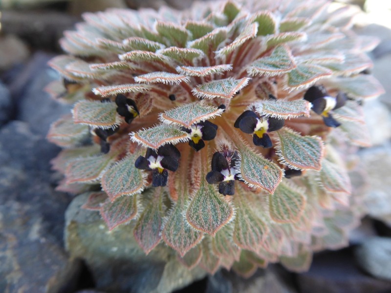 Viola montagnei photo 6