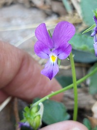 Viola montcaunica