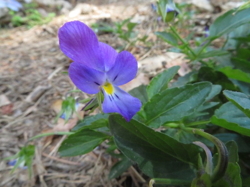 Viola montcaunica photo 2