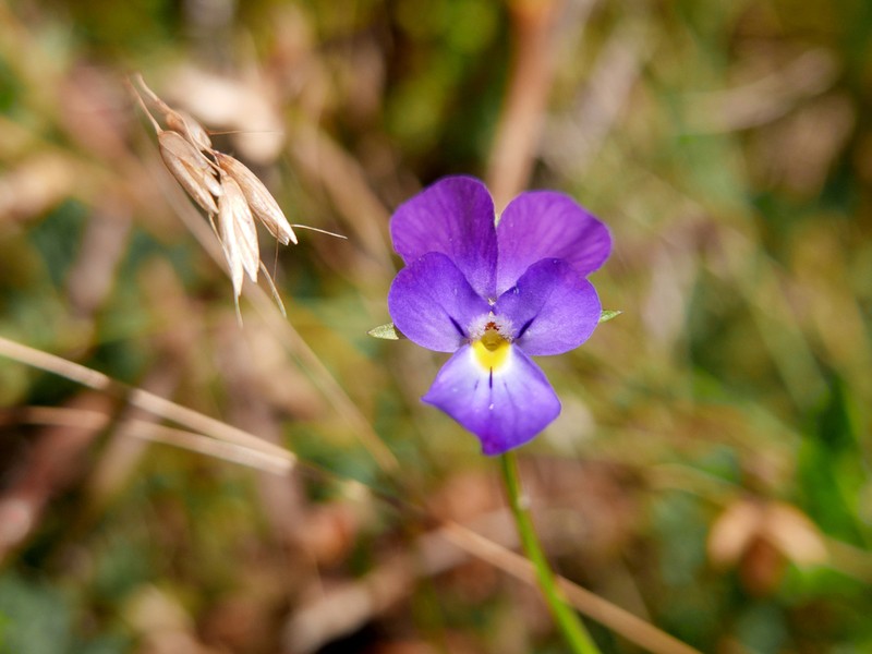 Viola montcaunica photo 3