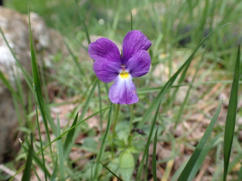 Viola montcaunica photo 4