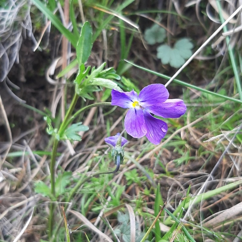 Viola montcaunica photo 5