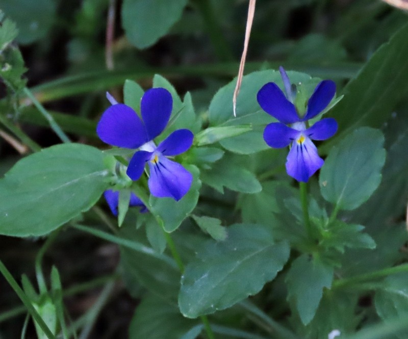 Viola montcaunica photo 6