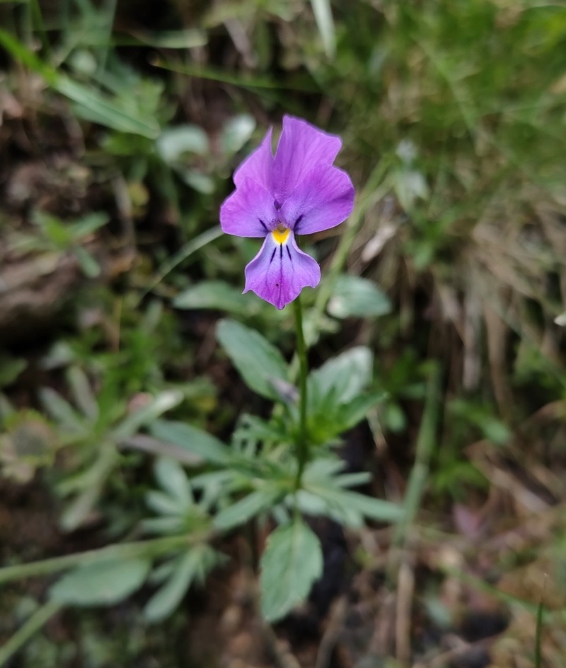 Viola montcaunica photo 7