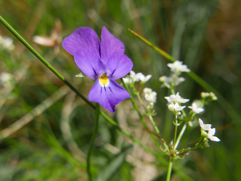 Viola montcaunica photo 8