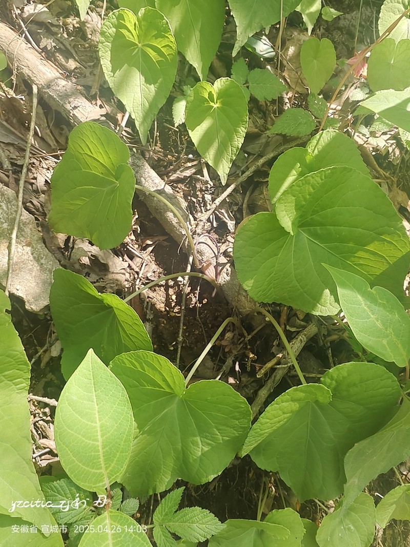 Viola moupinensis photo 2