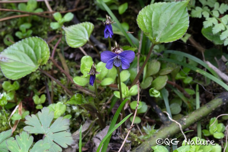 Viola moupinensis photo 3