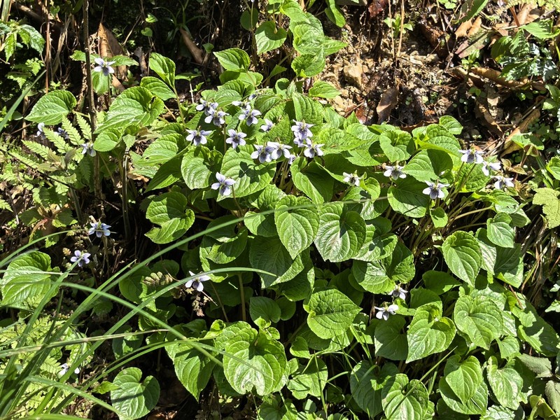 Viola moupinensis photo 4
