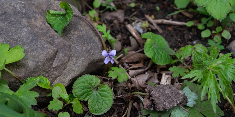 Viola moupinensis photo 5