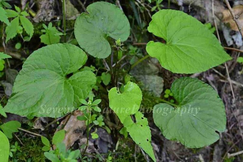 Viola moupinensis photo 6