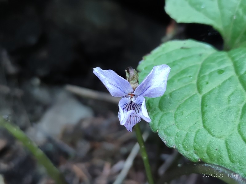 Viola moupinensis photo 7