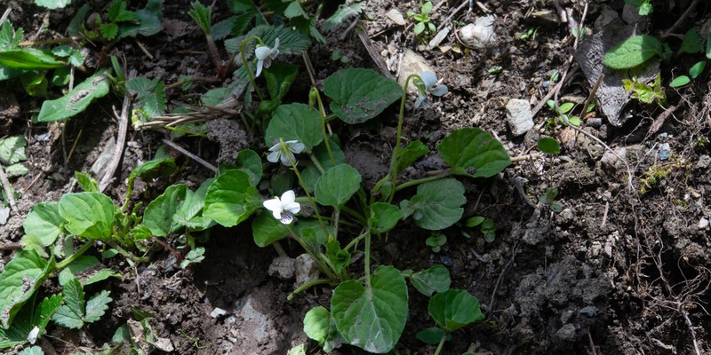 Viola moupinensis photo 8