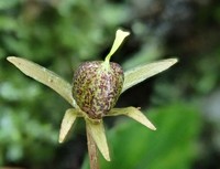 Viola mucronulifera
