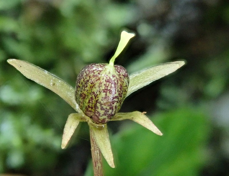 Viola mucronulifera