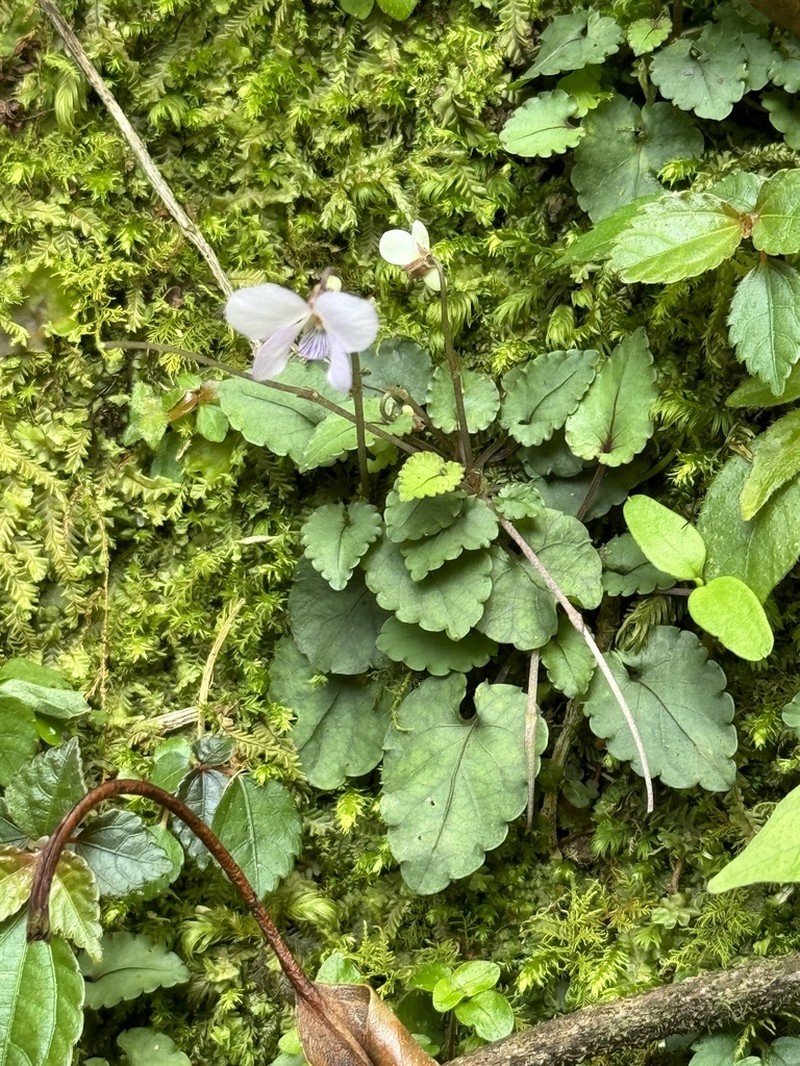 Viola mucronulifera photo 2