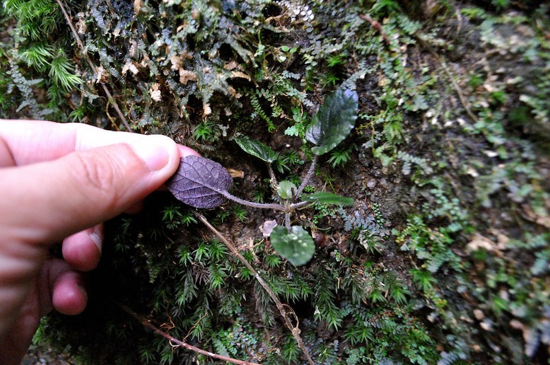 Viola mucronulifera photo 3