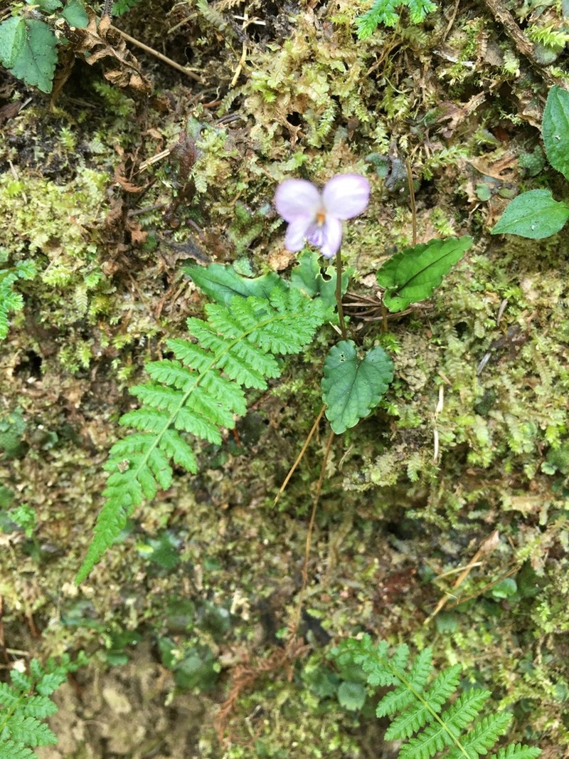 Viola mucronulifera photo 4
