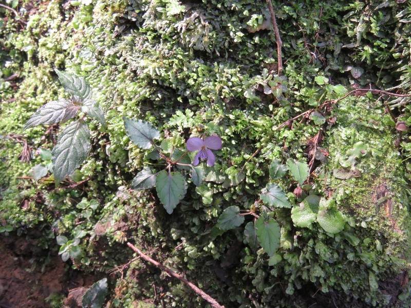 Viola mucronulifera photo 5