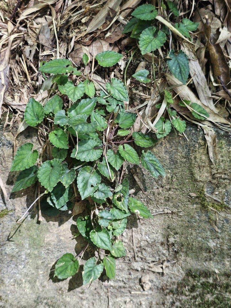Viola mucronulifera photo 6