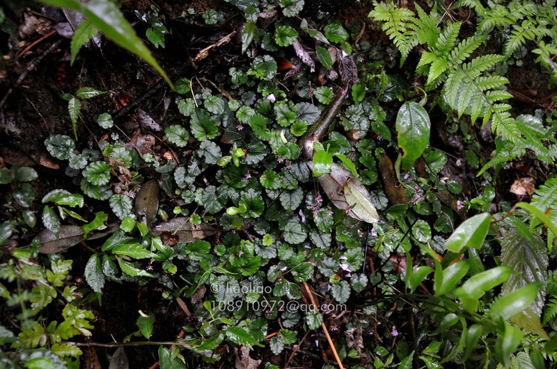 Viola mucronulifera photo 8