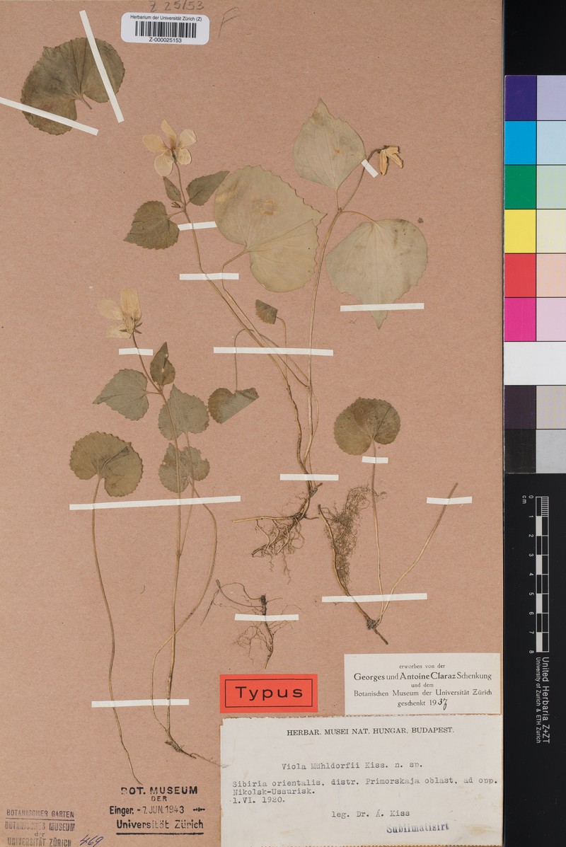 Viola muehldorfii