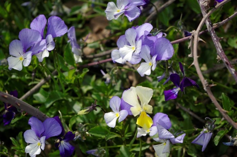 Viola munbyana