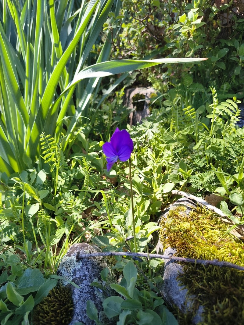 Viola munbyana photo 2