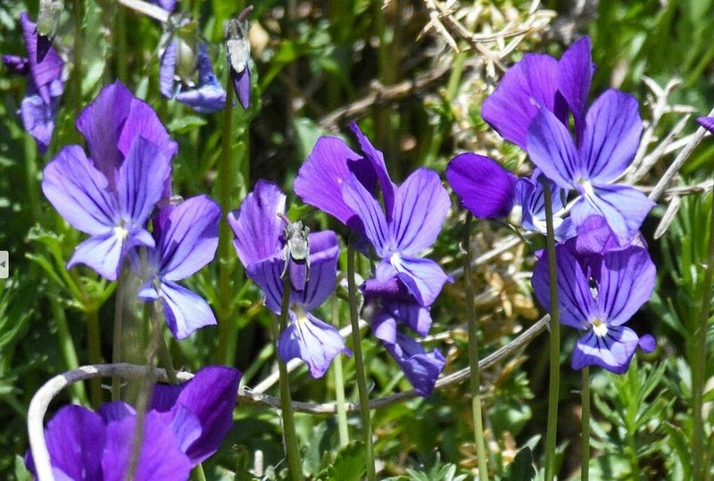Viola munbyana photo 3