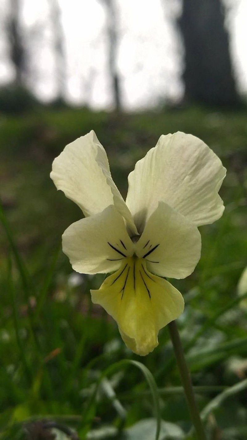 Viola munbyana photo 4