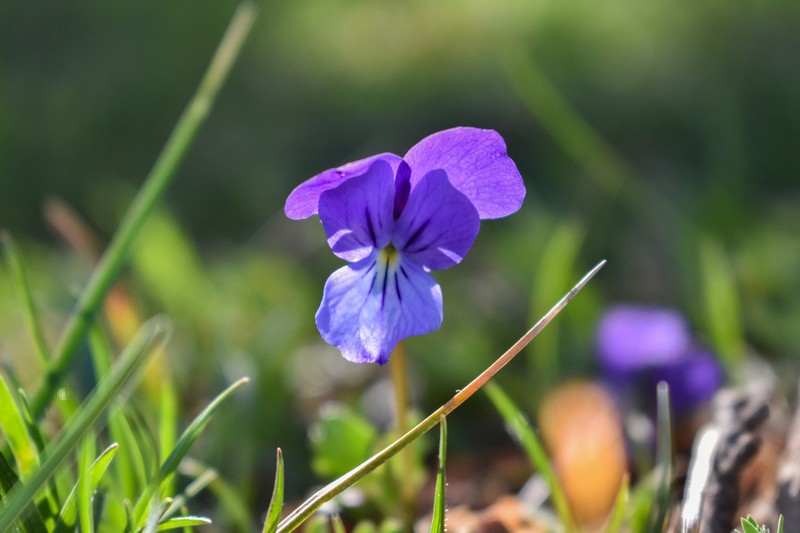 Viola munbyana photo 5