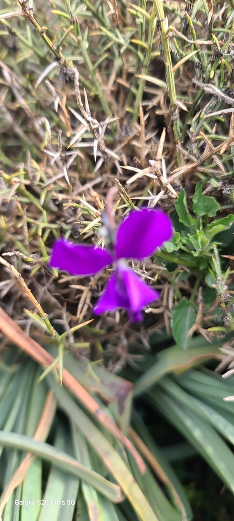 Viola munbyana photo 6