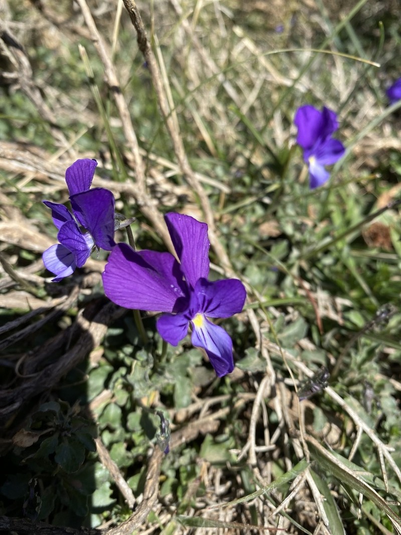Viola munbyana photo 7