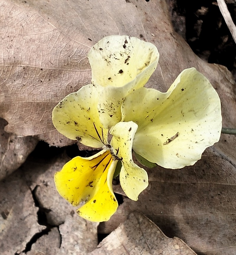Viola munbyana photo 8