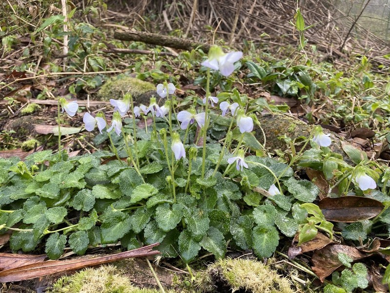 Viola nagasawae