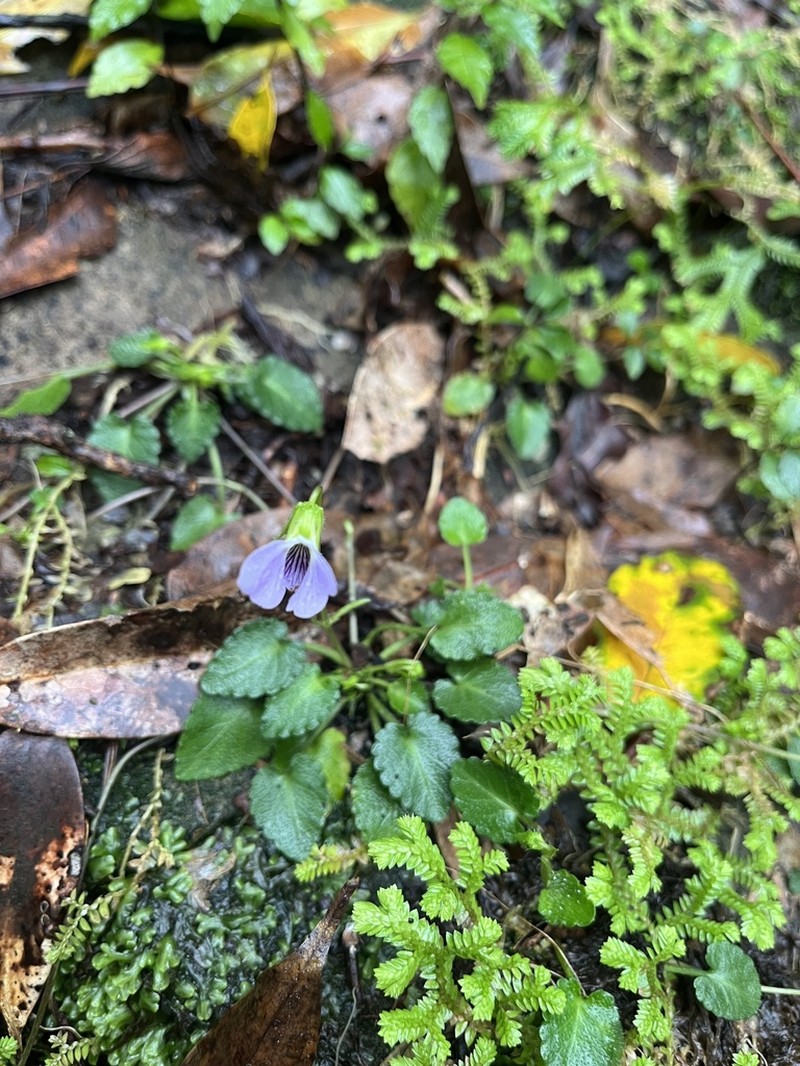 Viola nagasawae photo 2