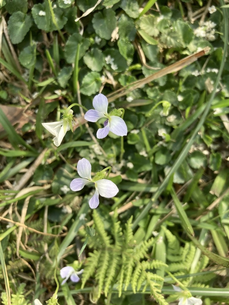Viola nagasawae photo 3