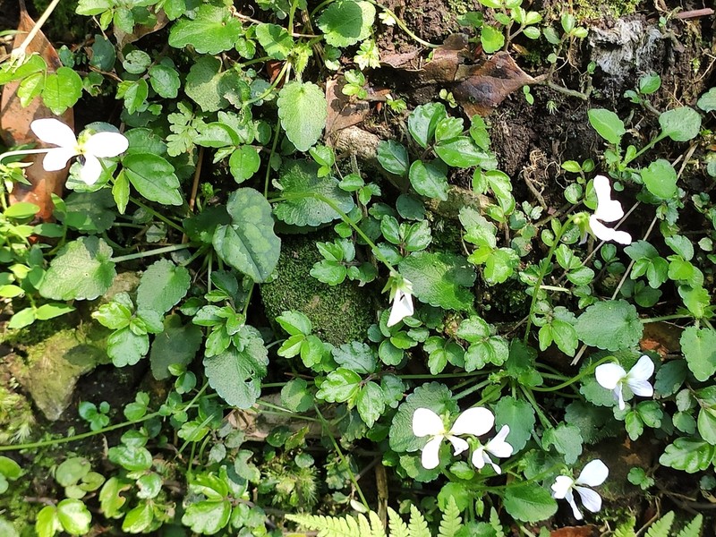Viola nagasawae photo 5