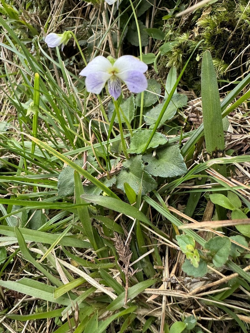 Viola nagasawae photo 6