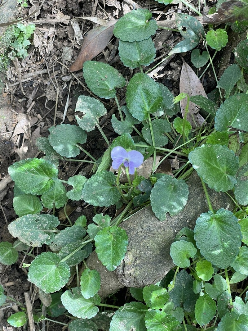 Viola nagasawae photo 7