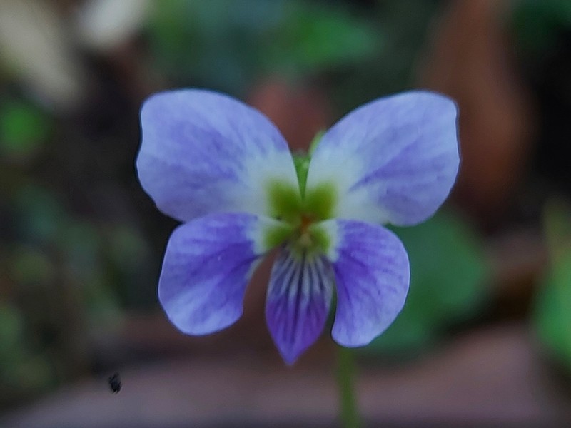 Viola nagasawae photo 8