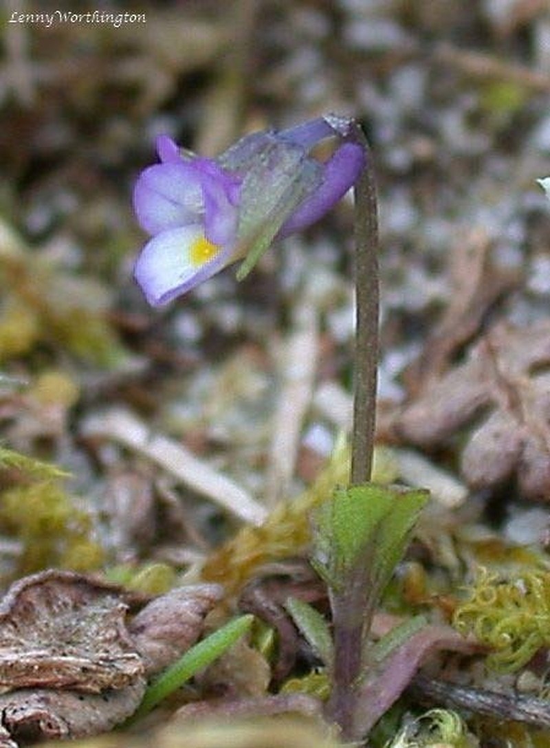 Viola nana photo 2