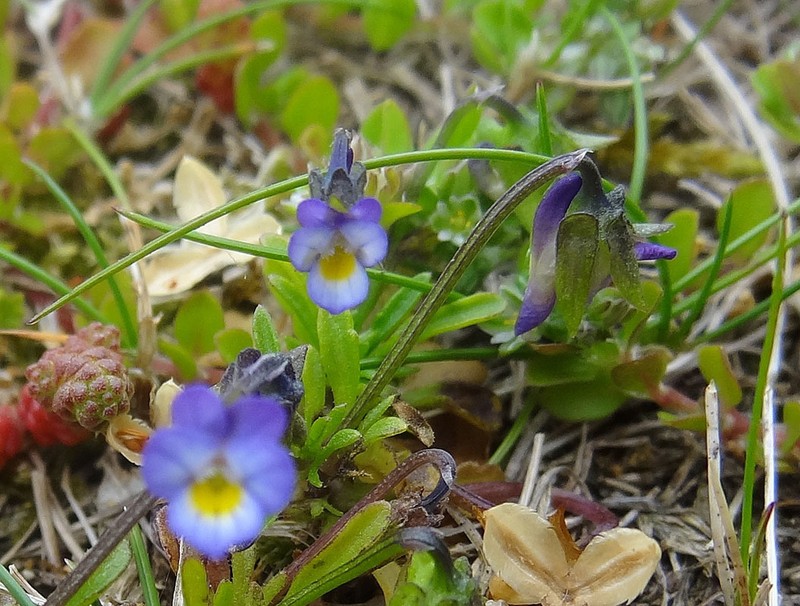 Viola nana photo 3
